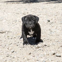 Olde English Bulldogge Puppies from ABK Bulldogges