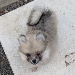 Bambi - Cream sable male Pomeranian puppy in Scio, Oregon from Mac Daddy Poms