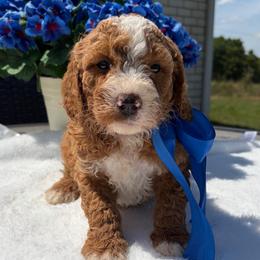 Scooter - Red  male Goldendoodle puppy in Estesburg, Kentucky from Wet Goldendoodle Kisses