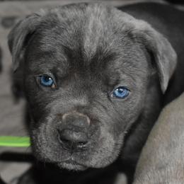 Green - Gray male Cane Corso puppy in Sault Ste Marie, Michigan from Willow Creek Cane Corsos