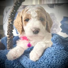 Magenta - Parti female Goldendoodle puppy in Helena Valley Northeast, Montana from Joy Meadows Goldendoodles
