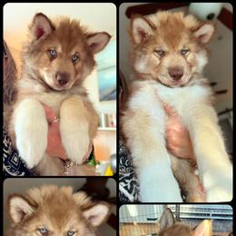 Cedar - Red and white male Siberian Husky puppy in Florence, Kentucky from Moonlight Howl Huskies