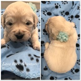 Golden Retriever Puppies from Lava Rock Adventures