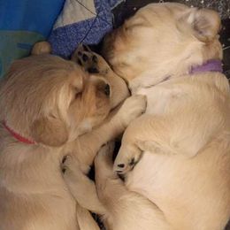 Golden Retriever puppies from Wild Roost Goldens