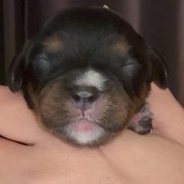 Boy with white nose - Black and white male Cavalier King Charles Spaniel puppy in Columbia, South Carolina from Columbia Cavaliers