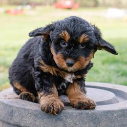 Shiloh's Boy: Black Tri - Red merle male Aussiedoodle puppy in Burkesville, Kentucky from Bline’s Awesome Aussies & Doxies at the Bline Family Farm