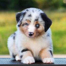 Beau - Blue merle male Miniature American Shepherd puppy in Palacios, Texas from Coastal’s Miniature American Shepherds