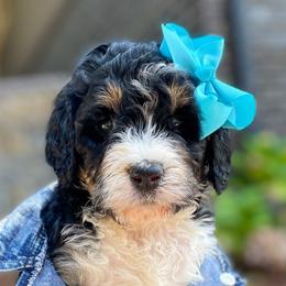 Storm - Tri-color Bernedoodle puppy in Washougal, Washington from Sandy Creek Bernedoodles