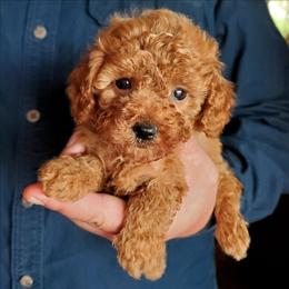 Ranger- Toy -Small Mini Poodle - Red  male Poodle puppy in Falcon, Missouri from Cedar House Heritage Poodles | AKC Toy & Miniature Poodle Puppies Raised in Home