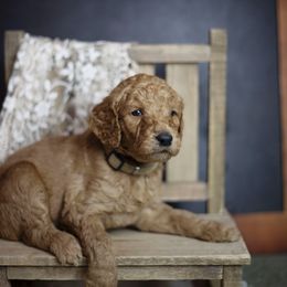 Bernedoodle and Goldendoodle Puppies from Gold Diamond Pup