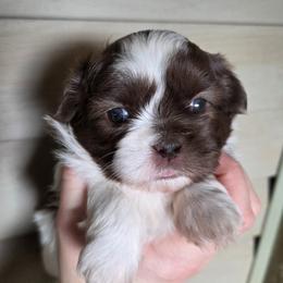 Chocolate Spot girl - Liver and white female Shih Tzu puppy in Vinita, Oklahoma from Locust Creek Shih Tzu & Havanese