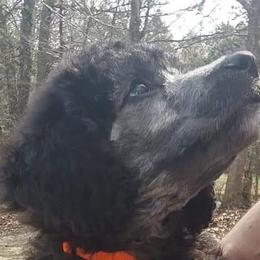 Poodle Puppies from Endearing Standard Poodles