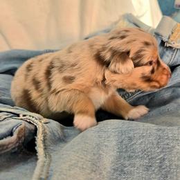 Khaki - Red merle male Australian Shepherd puppy in Bumpass, Virginia from Glitterati Australian Shepherds