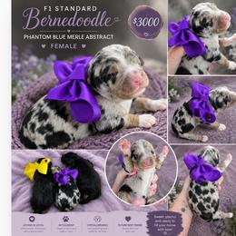 Reserved - Merle female Bernedoodle puppy in Delphos, Ohio from Route 66 Poodles & Doodles, Sapphire Shih-tzu's of Ohio