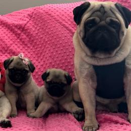 Pug puppies from The Pugarazzi