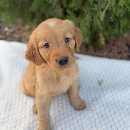 Yellow Collar Girl - Golden female Golden Retriever puppy in Salt Lake City, Utah from Deseret Peak Goldens