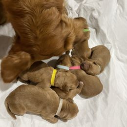 Golden Retriever Puppies from Red Bank Goldens