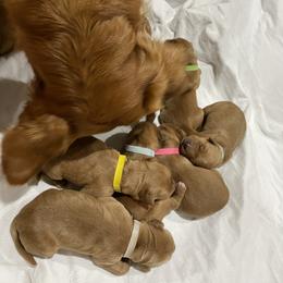 Golden Retriever Puppies from Red Bank Goldens