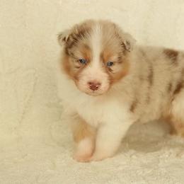 Ruth - Red merle female Australian Shepherd puppy in Leavenworth, Kansas from Silverbrook Australian Shepherds