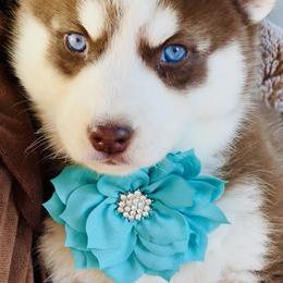 Ember - Red and white female Siberian Husky puppy in Atlanta, Georgia from Lobban Huskies