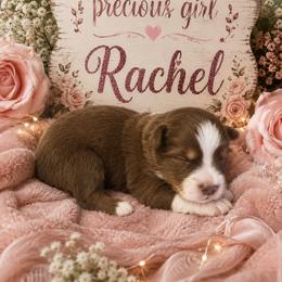 Rachel - Red & white female Miniature Australian Shepherd puppy in Lubbock, Texas from Baby Storm Kennels