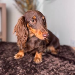 Tootsie - Dachshund