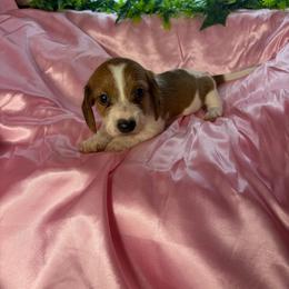 Harry - Piebald male Dachshund puppy in Lake City, Florida from My Ditzy Doxies of Florida