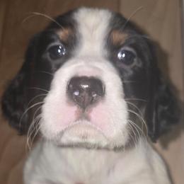 Bliss - Blue belton and tan (tri-color) female English Setter puppy in Morrice, Michigan from Wild Bird Setters