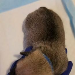 Blue Collar - Fawn male Pug puppy in New Braunfels, Texas from Kex Pug Haus