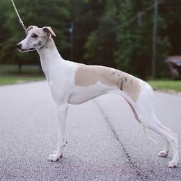 Sophie - Whippet