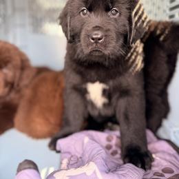 Angela - Black female Newfoundland puppy in Tully, New York from Bear Paw Newfoundlands