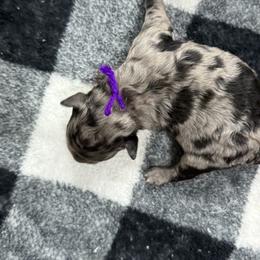 Bambi - Blue merle female Aussiedoodle puppy in Science Hill, Kentucky from Southern Paws Kennels