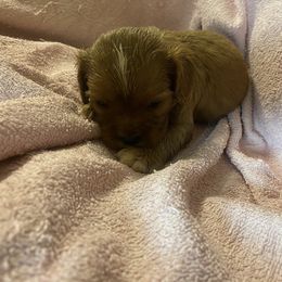 Cavalier King Charles Spaniel Puppies from Smylin Cavaliers