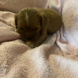 Cavalier King Charles Spaniel Puppies from Smylin Cavaliers