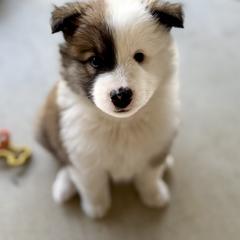 Icelandic Sheepdog Puppies from Hjarta Icelandics