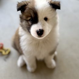 Icelandic Sheepdog Puppies from Hjarta Icelandics