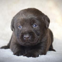 Labrador Retriever Puppies from R Little Retrievers