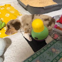Turquoise - Red merle female Miniature American Shepherd puppy in Spanaway, Washington from Meadow Run Mini American Shepherds
