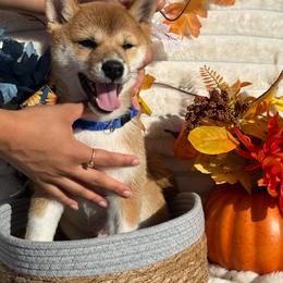 Mario - Red male Shiba Inu puppy in Elizabeth, New Jersey from Shiba Inu Loving Care