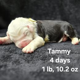 Girl 4 - female Old English Sheepdog puppy in Sutherlin, Oregon from Sapphire Eyes Sheepdogs