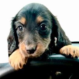 Black Female - Black and tan female Dachshund puppy in Medina, Ohio from STORIED DOXIES