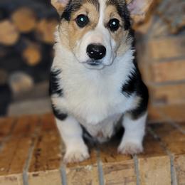 Boy 1 - Pembroke Welsh Corgi puppy in Anton, Texas from X Bar's Lil Legs of Texas
