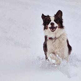 Chili - Australian Shepherd