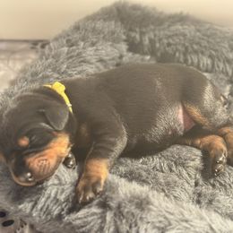 Yellow Collar Female - Black and rust female Doberman Pinscher puppy in Fostoria, Michigan from Jensen Dobermans and Dachshunds