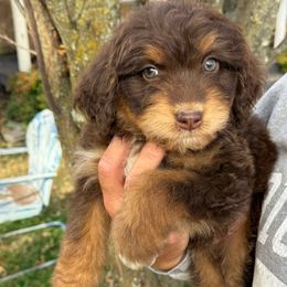 Chip - male Aussiedoodle puppy in Grove, Oklahoma from Dollface Aussies