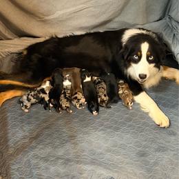 Rudolph - Blue merle male Australian Shepherd puppy in Howardsville, Virginia from Spectacular Aussies and Cavaliers
