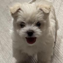 Maltese, Morkies, and Yorkshire Terriers from Mountain Top Hot Tailz