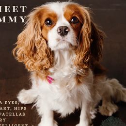 Emmy - Cavalier King Charles Spaniel