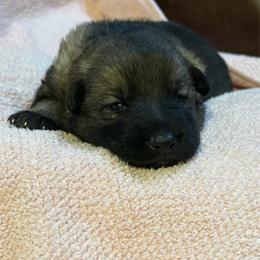 Brie - Sable female German Shepherd puppy in Ashland, Alabama from CzechDDR