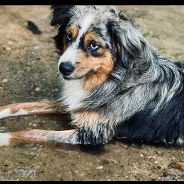 Miniature Australian Shepherd All Grown Up from Haden’s Mini Aussies